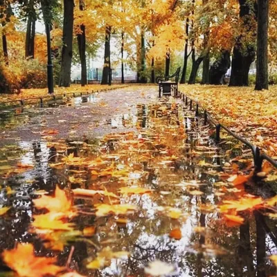 Поздняя осень\" - Анна Сысуева - Туча небо застилает Трелью нудного дождя.  На пороге осень тает, Слог поэта бередя. Мокнут листья на асфальте, Краски  золотые смыв. Дни прохладные - Краски осени -