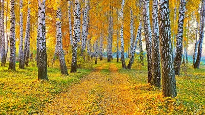 Желтые листья на деревьях поздней осенью Фон И картинка для бесплатной  загрузки - Pngtree