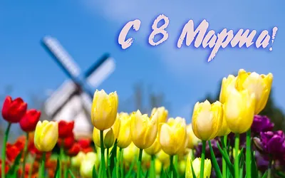 8 марта у жительниц Хакасии ассоциируется с весной и тюльпанами - Пульс  Хакасии
