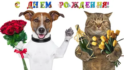 Трогательное видео поздравление с Днем Рождения, говорящая собака,  говорящий кот, говорящие животные - YouTube