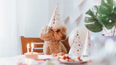 Десять способов отпраздновать день рождения вашей собаки