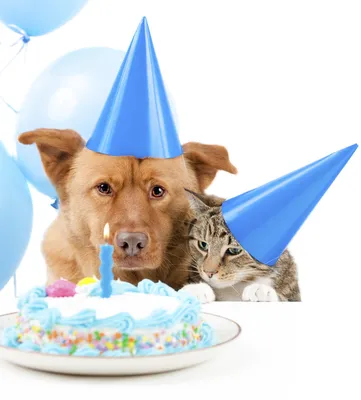 День рождения собаки - мясной торт на заказ и веселые колпаки | Мастерская  интроверта | Дзен