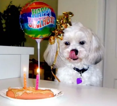 группа собак поздравляет с днем рождения Стоковое Фото - изображение  насчитывающей развилки, поздравьте: 224425314