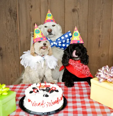 Поздравление ветеринару с днем рождения - 70 фото