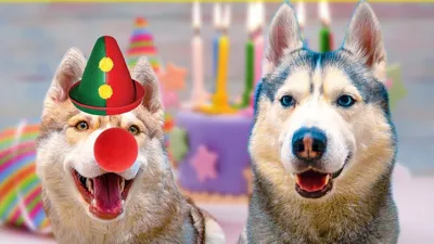 Открытки и прикольные картинки с днем рождения с собаками