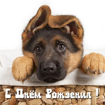Смешные картинки с собаками “С днем рождения!” (46 фото) - shutniks.com