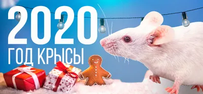 Поздравляю с Новым годом крысы | Музыкальные Открытки Бесплатно