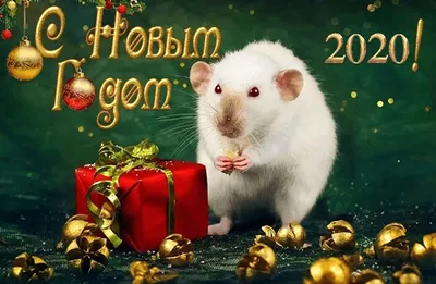 2020 — год Крысы. Приметы Нового года, каким он обещает быть | —  Информационное агентство UralDaily.ru
