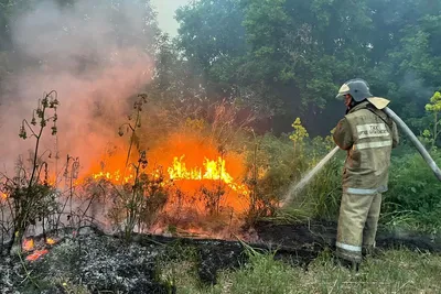 В Казахстане продолжается масштабный лесной пожар. Главное – Газета.uz