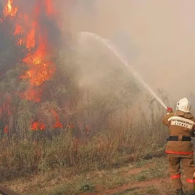 Разряд молнии: генпрокуратура озвучила причину лесного пожара в области  Абай - Телеканал «Астана»