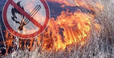В зоне лесного пожара в Греции найдены тела уже 20 человек - Delfi RUS