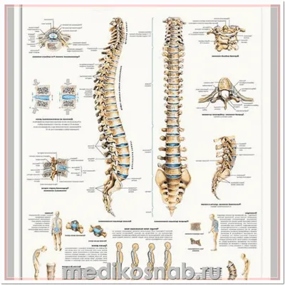 Позвоночник человека: что это, где находится, строение позвоночника, почему  может болеть