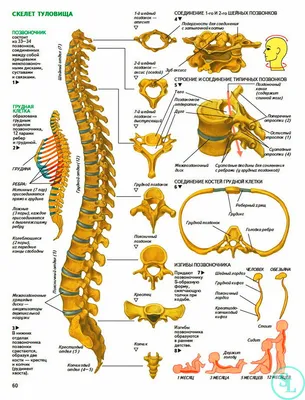 Позвоночник человека - анатомия, позвонки, изгибы и отделы