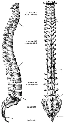 Скелетное изображение позвоночника человека, Трехмерная фигура с шеей и  спиной, выделенными болью, Hd фотография фото фон картинки и Фото для  бесплатной загрузки