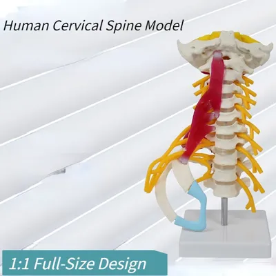 Позвоночник схемы : нормальная анатомия | e-Anatomy