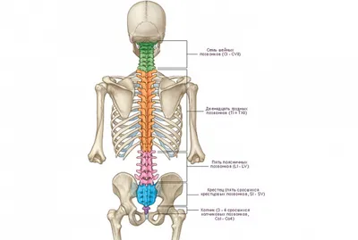 Макет \"Позвоночник человека\" - купить с доставкой по выгодным ценам в  интернет-магазине OZON (1172566279)