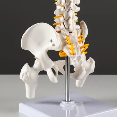 Позвоночник человека мышцы спины на …» — создано в Шедевруме