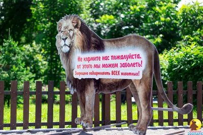 О запрете контактных зоопарков · Новости · Муниципальное Бюджетное  Учреждение Культуры «Зоопарк» - официальный сайт
