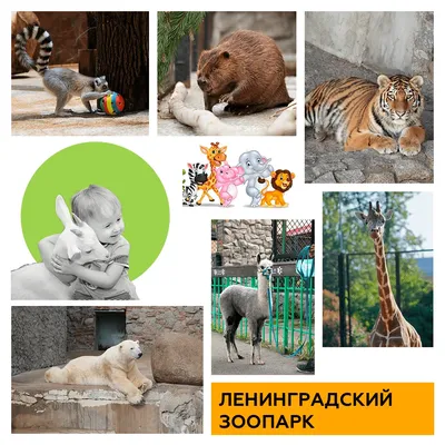 В белгородском зоопарке родителям рассказали о «смертельном случае» с  детьми на самокатах. Позже это назвали «теоретическим примером» — FONAR.TV
