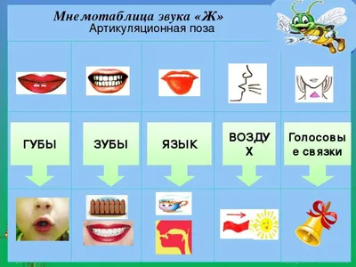 Дифференциация звуков и букв Ж-Ш в слогах и словах.