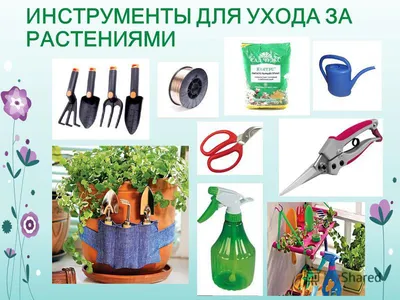 Набор для ухода за комнатными растениями купить почтой в Одессе, Киеве,  Украине | Agro-Market