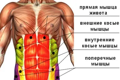 Простые и эффективные упражнения для пресса на каждый день для мужчин и  женщин - Чемпионат