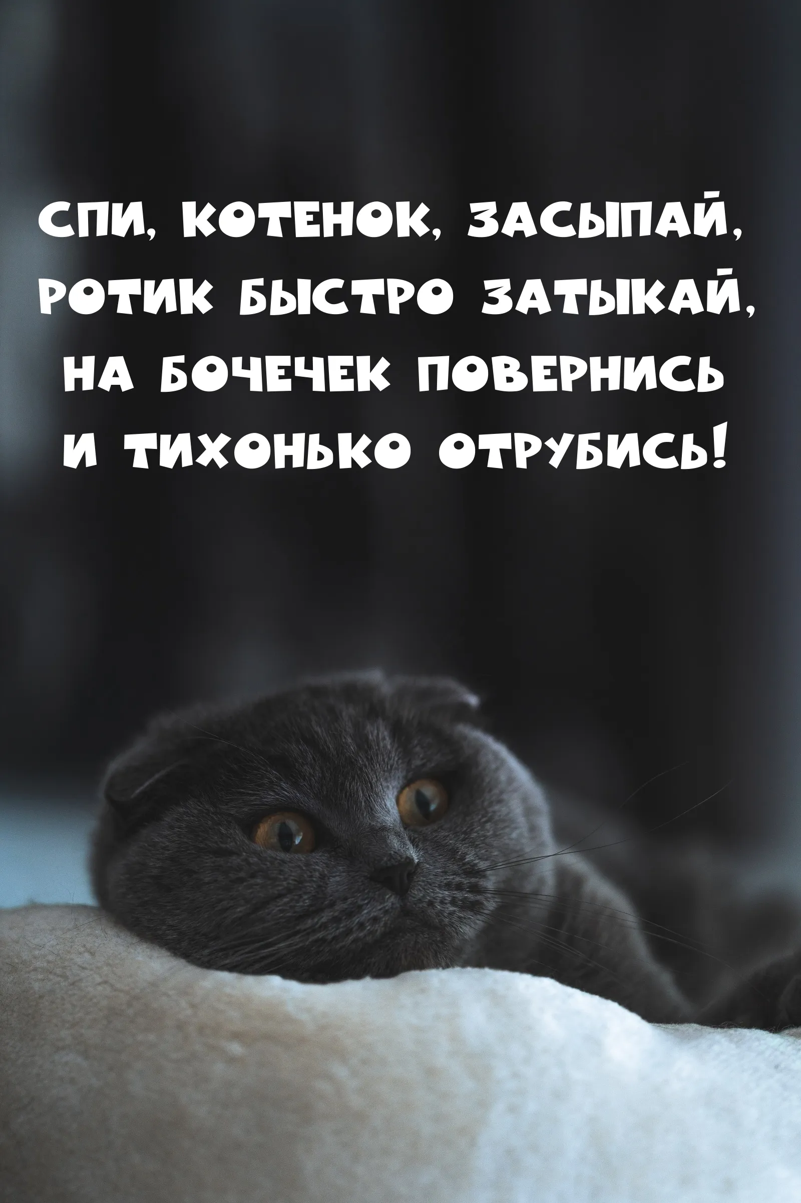Смешные картинки спокойной ночи