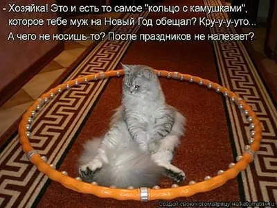 Смешные коты / картинки котов | ВКонтакте