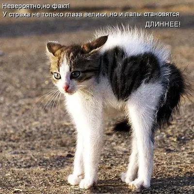 Смешные картинки про кошек с надписями. сложно не засмеяться | MORIMORCI |  Дзен