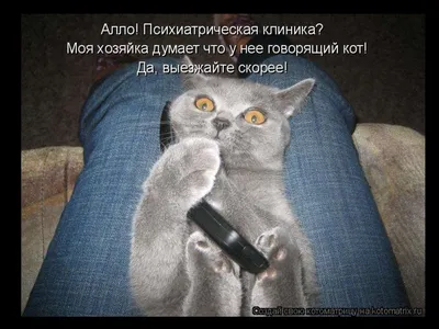 Новинка, смешные Коты с надписью «Tell your cat», бейсболка, головные  уборы, шапки на день рождения, мужские головные уборы для мужчин и женщин |  AliExpress