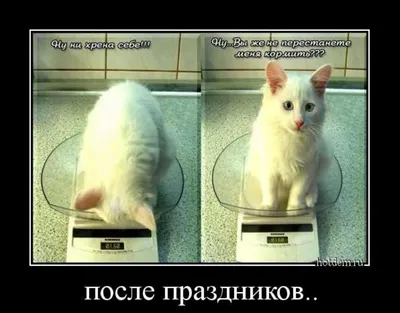 Изображения смешных кошек с надписью: новая подборка | Смешные кошек с  надписью Фото №906205 скачать