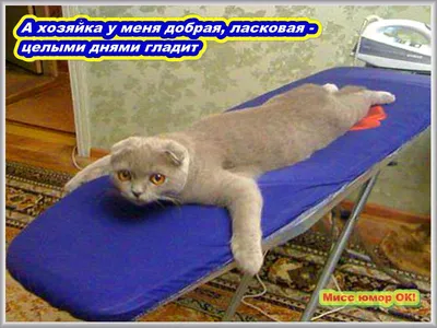 Смешные котики с надписями: фото - pictx.ru