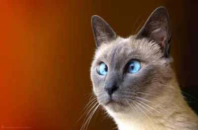 Картинки Юмор кот с косыми глазами