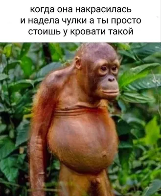 Какие-то смешные мемы с котами 2024 | ВКонтакте