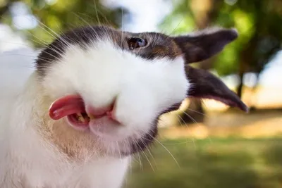 Картинка с забавным кроликом на аву #картинки #фото #животные #приколы  #кролики #няша #кролик #селфи | Silly animals, Funny animal pictures, Funny  animals
