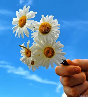 Небольшой букет из ромашек в руке на фоне неба — Фотки на аву | Цветок,  Букет из ромашек, Небольшой букет