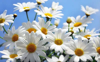 Красивые и прикольные картинки про цветы (34 фото) • Прикольные картинки и  позитив