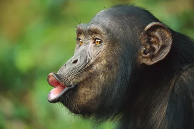 Забавные обезьянки смешные выходки в джунглях | Пикабу