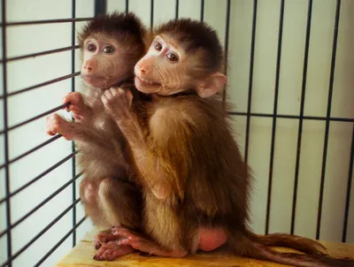 Ржачные картинки про обезьянок (47 фото) » Юмор, позитив и много смешных  картинок
