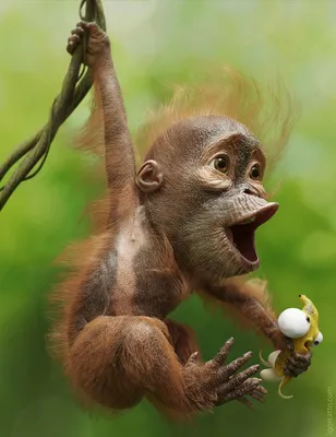 ПОЛНЫЙ РЖАЧ!!! Прикольные обезьяны со смешной озвучкой. НОВАЯ ПОДБОРКА -  YouTube