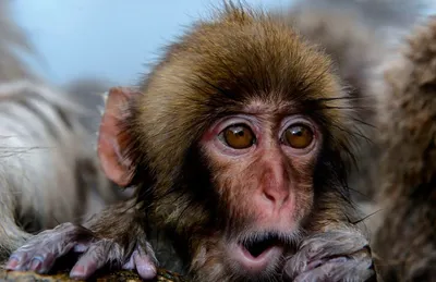 Бурная реакция шимпанзе на простой фокус - видео собрало 31 млн просмотров  - 27.09.2018, Sputnik Таджикистан