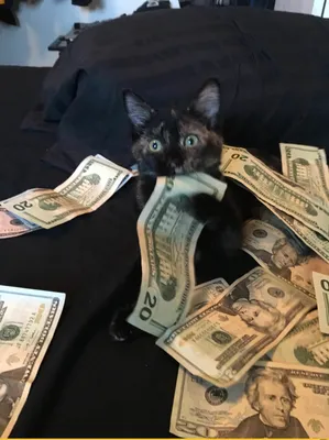Доллары :: приколы про деньги :: фото :: котэ (прикольные картинки с  кошками) / смешные картинки и другие приколы: комиксы, гиф анимация, видео,  лучший интеллектуальный юмор.