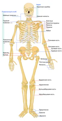 Эксперт Английского языка Алекс Юсфин - Друзья, новая рубрика - об  отношениях мужчины и женщины на 2-х языках. Буду ставить интересные мысли,  цитаты, афоризмы - I want my man's eyes to shine