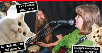 Пермяки написали песню про Наташу и котов, которые всё уронили в мае 2020 г  - 3 июня 2020 - 59.ру