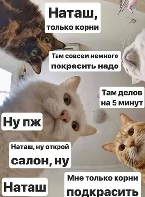 Пермяки написали песню про Наташу и котов, которые всё уронили в мае 2020 г  - 3 июня 2020 - 59.ру