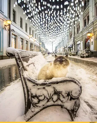 1 □ ] / фонарь :: улица :: снег :: ночь :: котэ (прикольные картинки с  кошками) / смешные картинки и другие приколы: комиксы, гиф анимация, видео,  лучший интеллектуальный юмор.