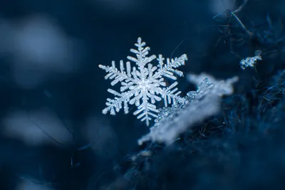 Бывает цветным, поёт и запоминает: любопытные факты о снеге - Новости РГО