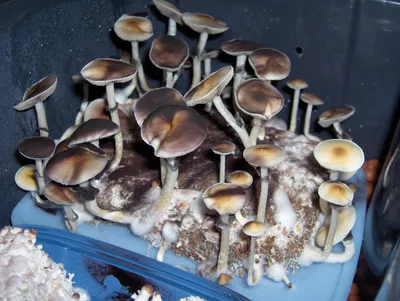 Жара а грибы растут! Сбор грибов в Августе 2022 г. - YouTube