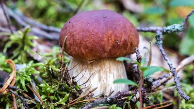Новосибирцы находят в лесу необычные и редкие грибы - 3 августа 2023 -  НГС.ру