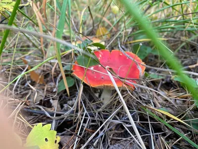 Белый гриб: описание, виды, где растет, как выглядит боровик, фото в лесу